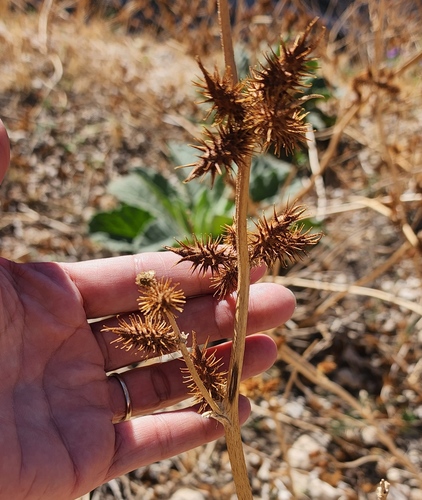 Rough cocklebur (Xanthium strumarium)