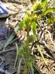 Rough cocklebur (Xanthium strumarium)
