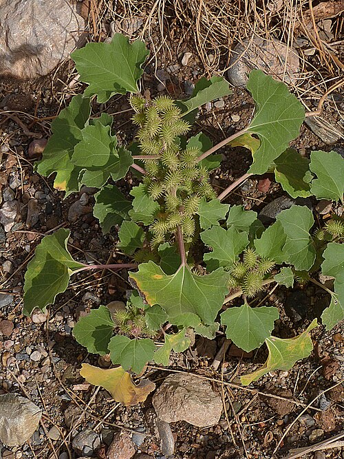 Rough cocklebur: Xanthium strumarium