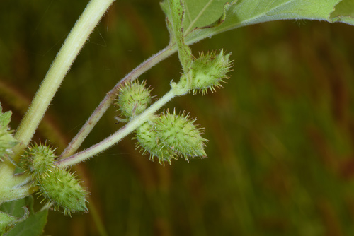 Rough cocklebur (Xanthium strumarium)