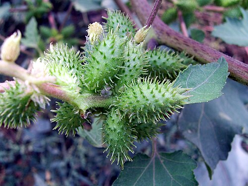 Rough cocklebur: 苍耳的果实