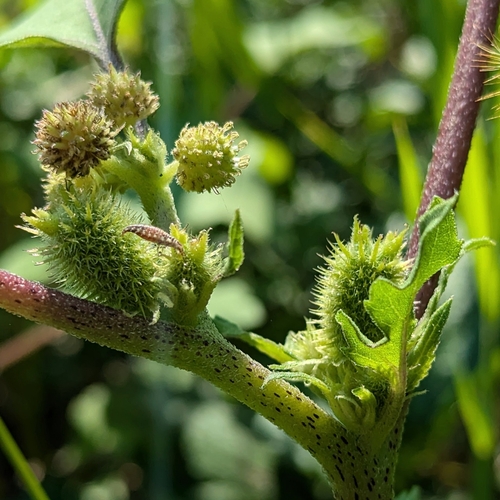 Rough cocklebur (Xanthium strumarium)