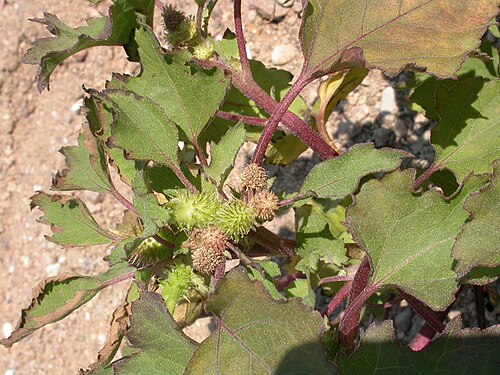 Rough cocklebur: Xanthium strumarium à Saint-Mathurin-sur-Loire