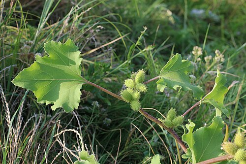 Rough cocklebur: Rough cocklebur, Noogoora burr, clotbur, common cocklebur, large cocklebur, woolgarie bur, Siberian cocklebur ( Xanthium strumarium ). Vinnytsia rajon, Ukraine.