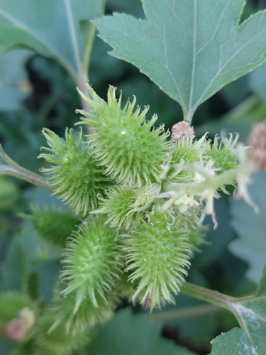Rough cocklebur (Xanthium strumarium)