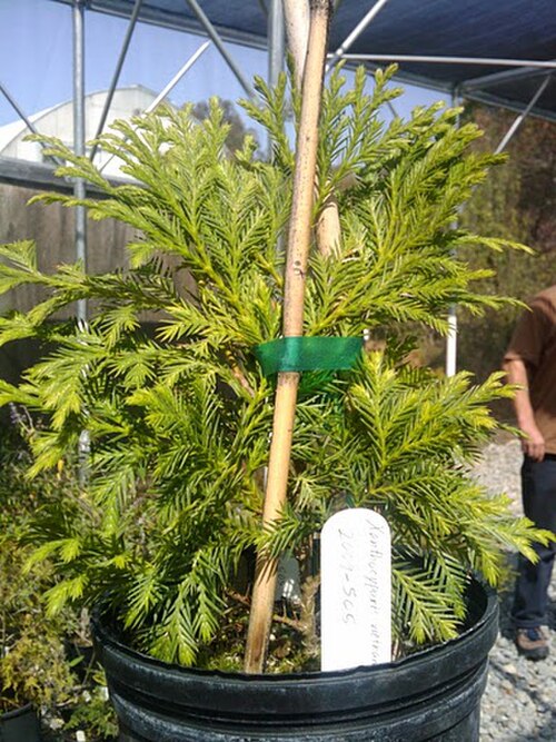 Golden Vietnamese cypress: Vietnamese Golden Cypress.