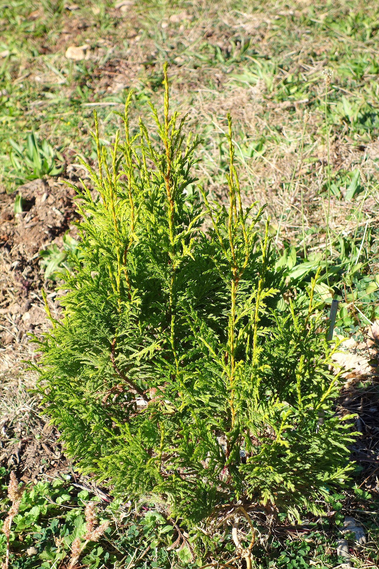 Golden Vietnamese cypress: Botanical specimen in Quarryhill Botanical Garden, Glen Ellen, California, USA.