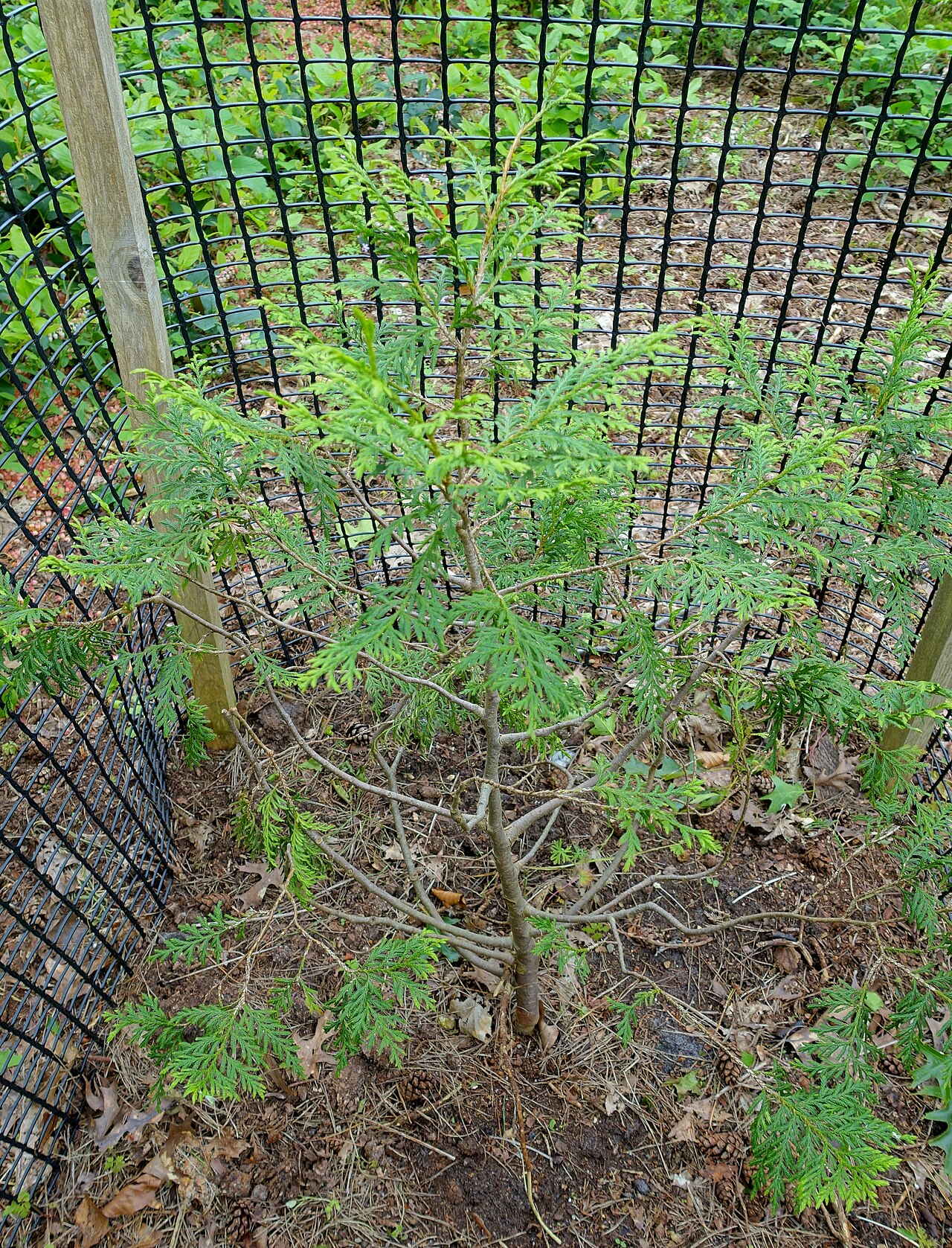 Golden Vietnamese cypress: Horticultural specimen in Sir Harold Hillier Gardens - Romsey, Hampshire, England.