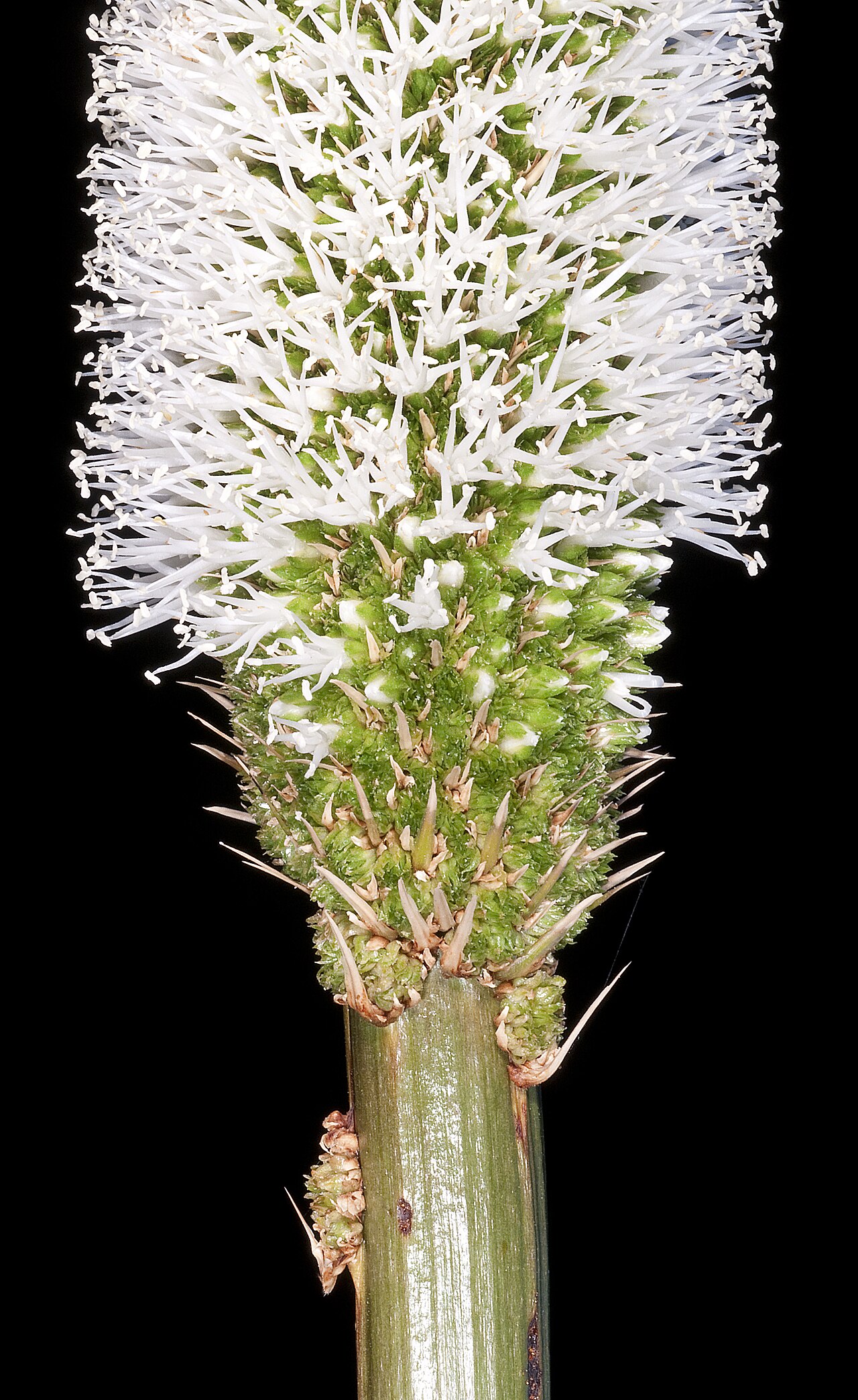 Xanthorrhoea acanthostachya: KRT4068
