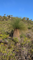 Xanthorrhoea acanthostachya (Xanthorrhoea acanthostachya)