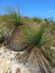 Xanthorrhoea acanthostachya (Xanthorrhoea acanthostachya)