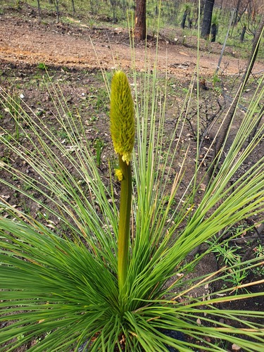 Xanthorrhoea acanthostachya (Xanthorrhoea acanthostachya)