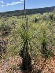 Xanthorrhoea acanthostachya (Xanthorrhoea acanthostachya)