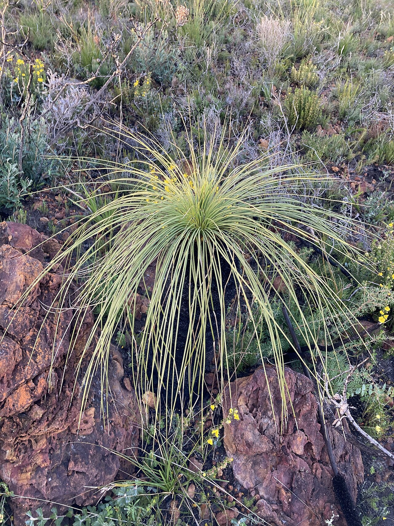 Xanthorrhoea acanthostachya: Xanthorrhoea acanthostachya