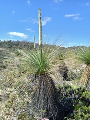Xanthorrhoea acanthostachya (Xanthorrhoea acanthostachya)