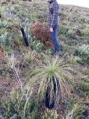 Xanthorrhoea acanthostachya (Xanthorrhoea acanthostachya)