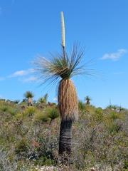 Xanthorrhoea acanthostachya (Xanthorrhoea acanthostachya)