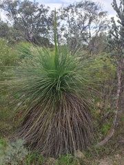 Xanthorrhoea acanthostachya (Xanthorrhoea acanthostachya)