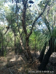 Xanthorrhoea arborea (Xanthorrhoea arborea)