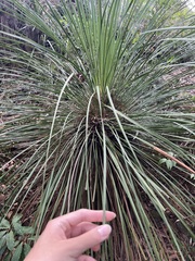 Xanthorrhoea arborea (Xanthorrhoea arborea)