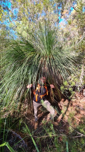 Xanthorrhoea arborea (Xanthorrhoea arborea)
