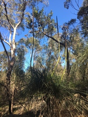 Xanthorrhoea arborea (Xanthorrhoea arborea)