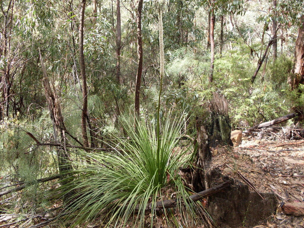 Xanthorrhoea arborea (Xanthorrhoea arborea)