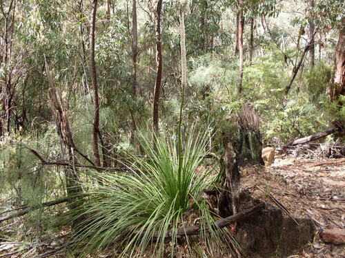 Xanthorrhoea arborea (Xanthorrhoea arborea)