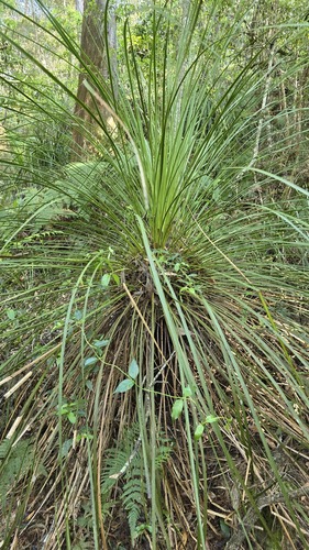 Xanthorrhoea arborea (Xanthorrhoea arborea)
