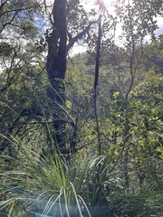 Xanthorrhoea arborea (Xanthorrhoea arborea)