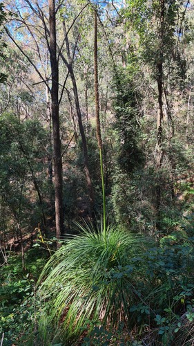 Xanthorrhoea arborea (Xanthorrhoea arborea)