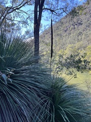 Xanthorrhoea arborea (Xanthorrhoea arborea)
