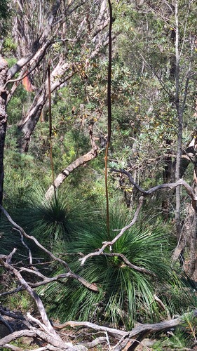 Xanthorrhoea arborea (Xanthorrhoea arborea)