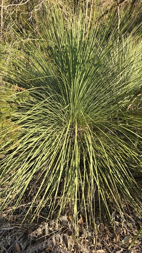 Xanthorrhoea arborea (Xanthorrhoea arborea)