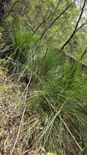 Xanthorrhoea arborea (Xanthorrhoea arborea)