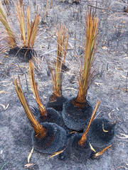 Xanthorrhoea australis (Xanthorrhoea australis)