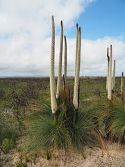 Xanthorrhoea australis (Xanthorrhoea australis)