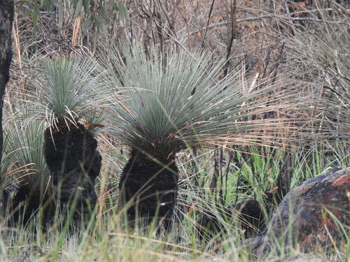 Xanthorrhoea australis (Xanthorrhoea australis)