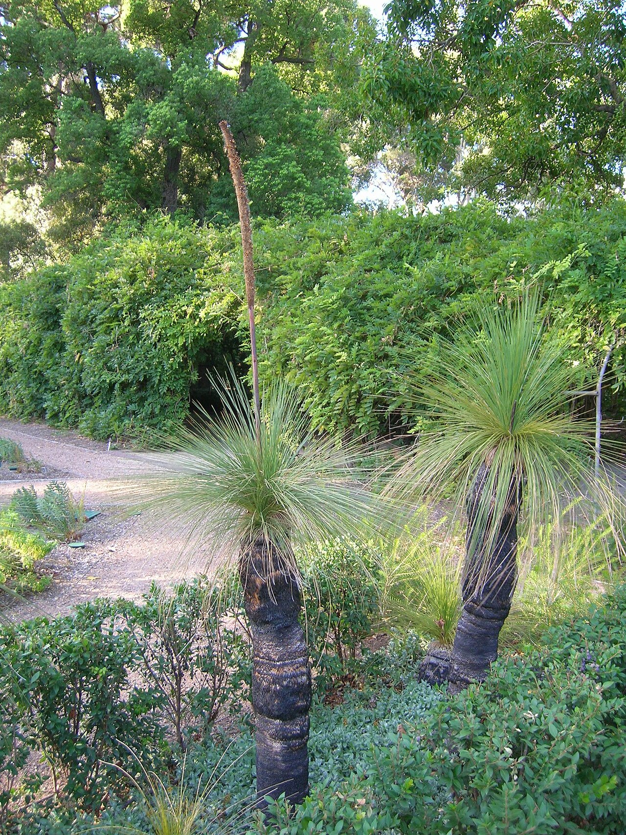 Xanthorrhoea australis: Xanthorrhoea australis Xanthorrhoea Kingdom: Plantae Division: Magnoliophyta Class: Liliopsida Order: Asparagales Family: Xanthorrhoeaceae Austral Grass Tree on