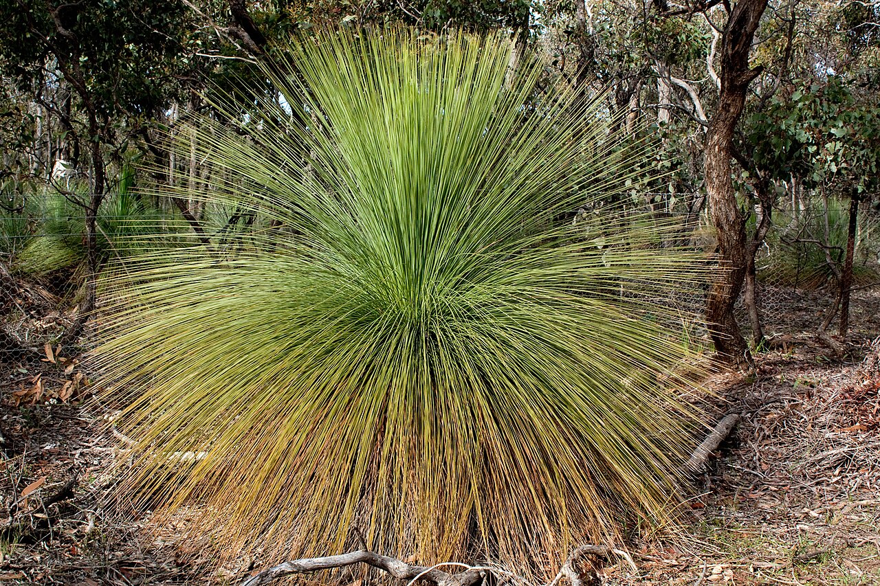 Xanthorrhoea australis: Xanthorrhoea australis is probably the most widely distributed species. It usually develops a rough trunk which may be branched and which is coloured black, the