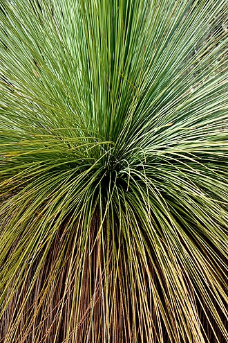 Xanthorrhoea australis: Xanthorrhoea australis is probably the most widely distributed species. It usually develops a rough trunk which may be branched and which is coloured black, the