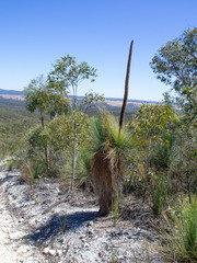 Xanthorrhoea australis (Xanthorrhoea australis)