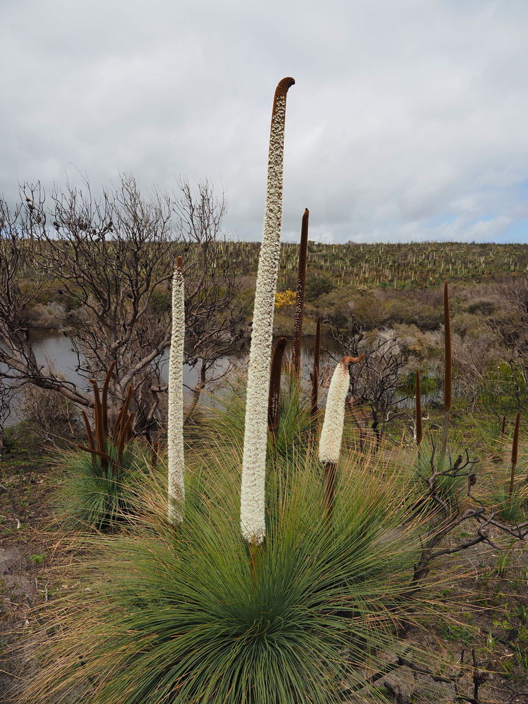 Xanthorrhoea australis (Xanthorrhoea australis)