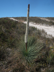 Xanthorrhoea australis (Xanthorrhoea australis)