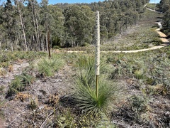 Xanthorrhoea australis (Xanthorrhoea australis)