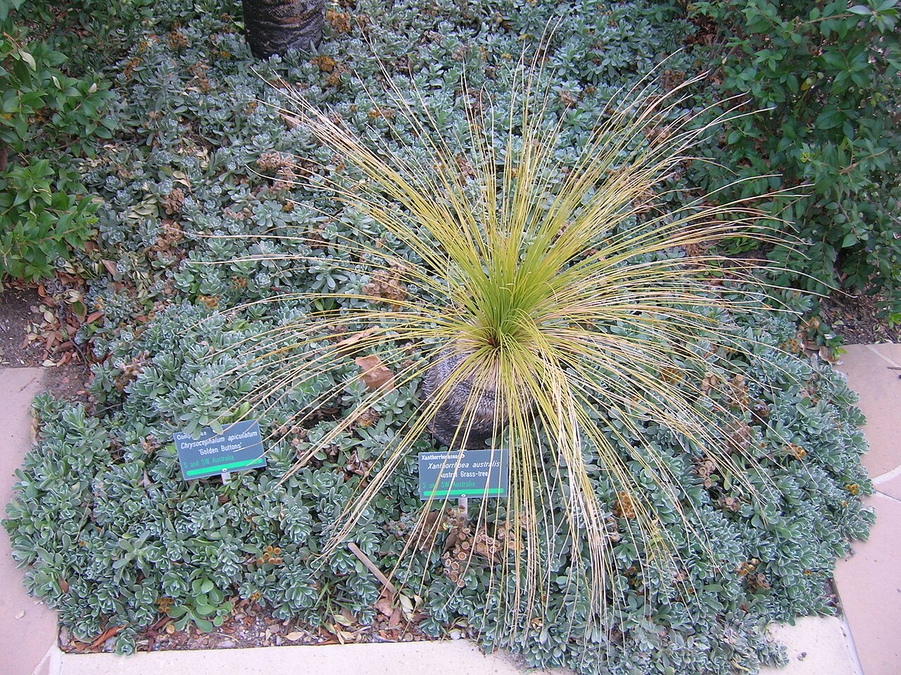 Xanthorrhoea australis: Xanthorrhoea australis Xanthorrhoea Kingdom: Plantae Division: Magnoliophyta Class: Liliopsida Order: Asparagales Family: Xanthorrhoeaceae Austral Grass Tree wi