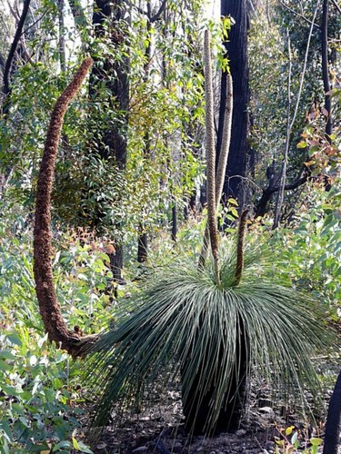Xanthorrhoea australis (Xanthorrhoea australis)