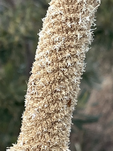Xanthorrhoea brunonis (Xanthorrhoea brunonis)