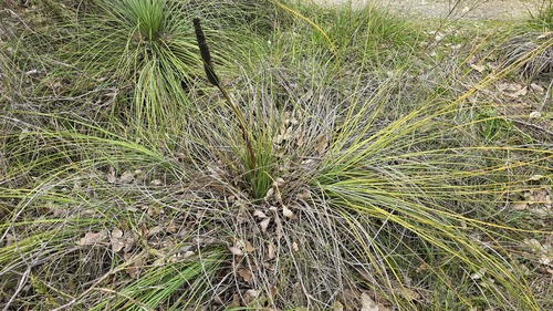 Xanthorrhoea brunonis (Xanthorrhoea brunonis)