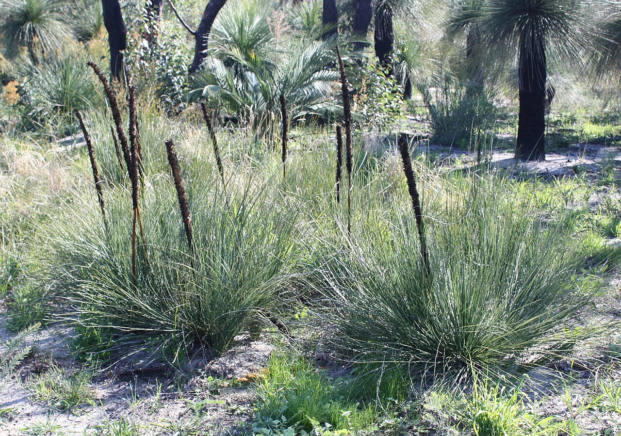 Xanthorrhoea brunonis: Xanthorrhoea brunonis . Photo taken at Wireless Hill Park, Perth, Western Australia